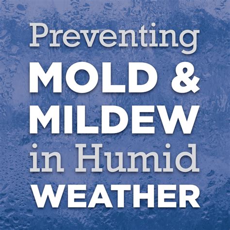 Tips and Tricks for Mildew and Mold Prevention in Humid Weather ...