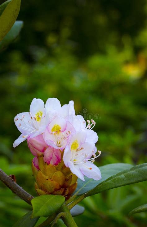 Flor Brilhante E Rica Do Rododendro Planta Sempre Verde Da Montanha