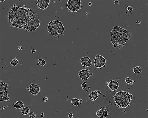 C Colorectal Adenocarcinoma Cell Line Cell Lines Ximbio