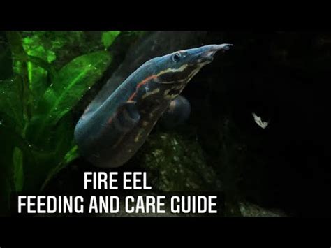 Monster Fish Fire Eel Care Guide And Feeding Aquarium Setup Tank