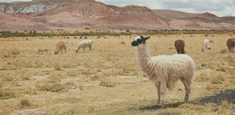 Alpaca: Characteristics, Diet, Facts & More [Fact Sheet]