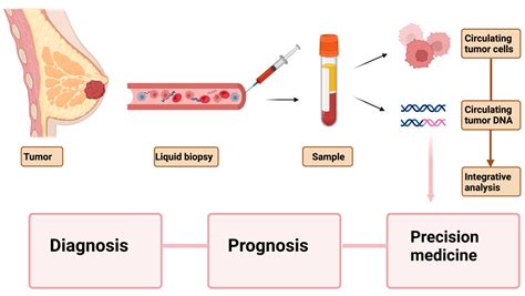 Ijms Free Full Text Applications Of Circulating Tumor Cells And