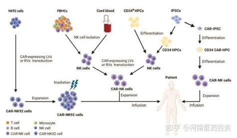 Car Nk Car Nk Adoptive Cell Transfer Therapy