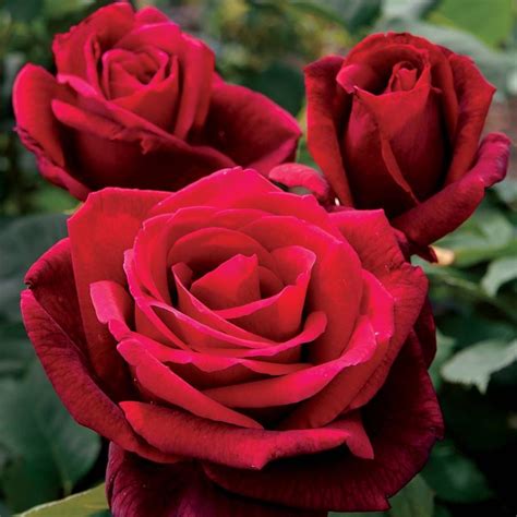 Mister Lincoln Hybrid Tea Rose Jackson And Perkins