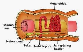 Penjelasan Sistem Ekskresi pada Hewan - Materi SMA Online