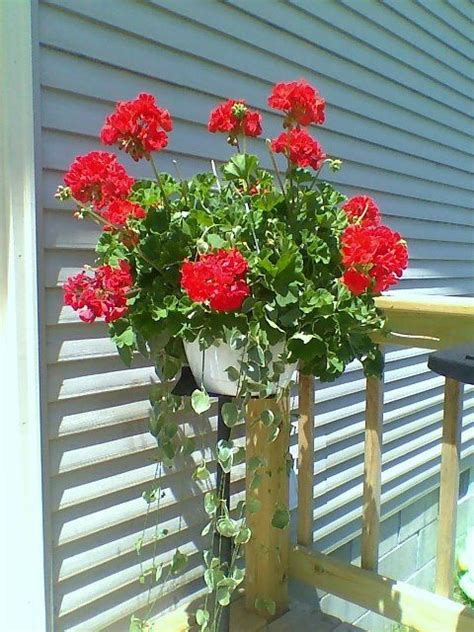 Geraniums Love my full sun yard | Geraniums, Plants, Flowers