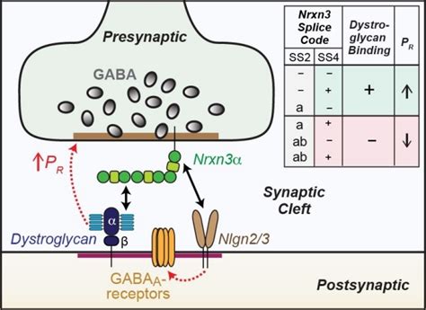 About Our Work The Department Of Molecular And Cellular Physiology Stanford Medicine