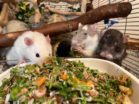 What Do Pet Rats Eat? A Guide to a Healthy Diet for Rats | Pet rats ...