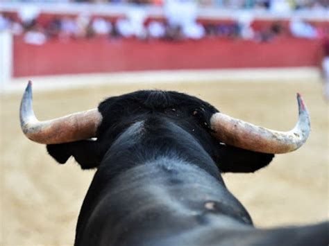 Regresan Las Corridas De Toros A La Cdmx Jueza Niega Suspensi N Imer