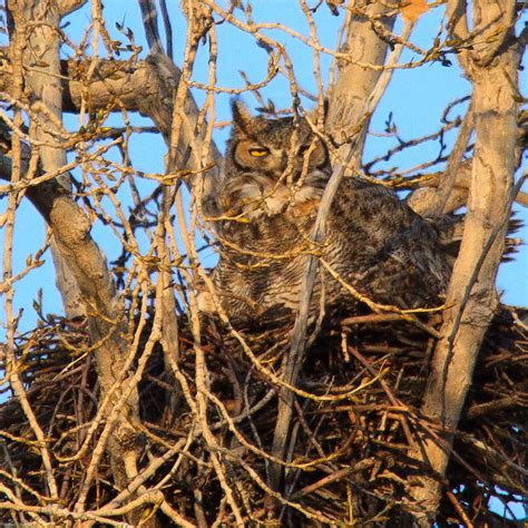 Great Horned Owl Nest - WOW!