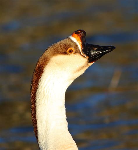 Horn Billed Goose And Common Pond Residents Fm Forums