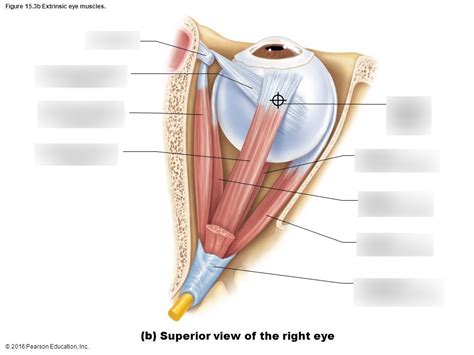 Superior View Of Eye Diagram Quizlet