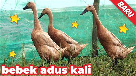 Lagu Bebek Adus Kali Koplo Bebek Adus Kali Asli Lagu Bebek Kwek