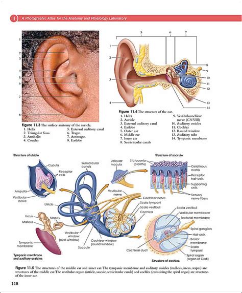 Van De Graaff S Photographic Atlas For The Anatomy Physiology