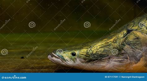 Close Up Shot Of Arapaima Fish Head Stock Image Image Of Closeup