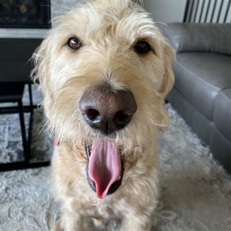 Irish Wolfhound Golden Retriever Mix