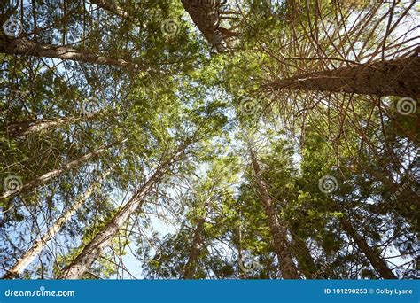 Looking Up Into The Canopy Of Tall Forest Trees Stock Image Image Of