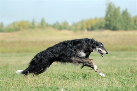 Creepy Borzoi Dog - National Borzoi Club