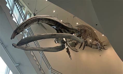 UAF Museum Whale Skeleton Lighting | Coffman Engineers