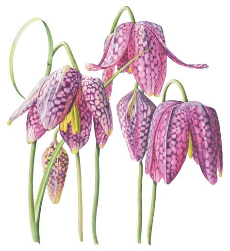 Fritillaria Meleagris Society Of Botanical Artists