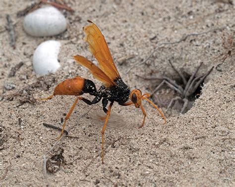 Spiderwasp5johnandersonflickr Land For Wildlife