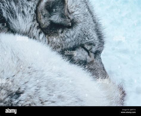 sleeping bear  res stock photography  images alamy