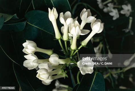 Madagascar Jasmine Photos and Premium High Res Pictures - Getty Images