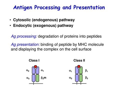 Antigen Processing And Presentation Pathways