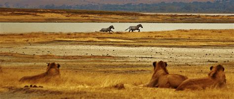 Zebras Lions Serengeti · Free photo on Pixabay