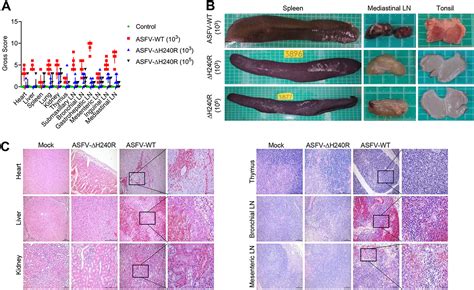 Deletion Of African Swine Fever Virus Asfv H240r Gene Attenuates The Virulence Of Asfv By