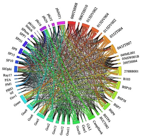 The Map Of The Pangenome Analysis Of The BSP Species As Depicted Using