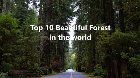 Most Beautiful Forests In The World Top Alo Japan