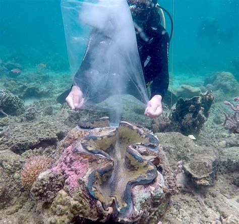 Taklobo, world’s largest clam, hatches over 9 million eggs in Palawan ...