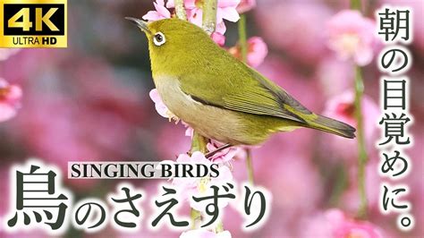 Bgmnatural Sound Hour Bird Songs Youtube