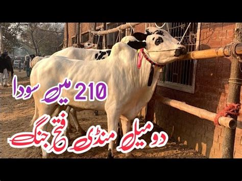 Domail Mandi Today Latest Update Ll Qurbani 2024 Ll Fateh Jangi Bull Ll