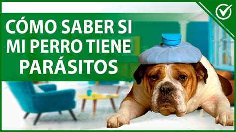 Parásitos En Perros La Guía Definitiva Para Proteger A Tu Mascota Resican