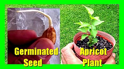 How To Grow Apricot From Seed Apricot Seed Germination And Planting