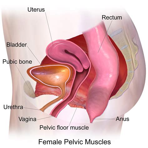 Complete Vaginal Prolapse