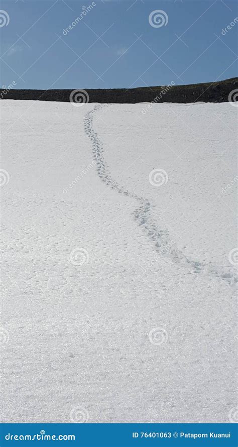 Penguin Footprint on the Snow Stock Image - Image of adelie, snow: 76401063