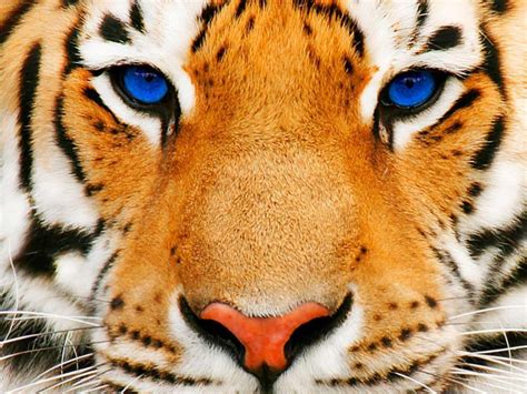 Blue Eyes Tiger HD desktop wallpaper : Widescreen : High Definition : Fullscreen