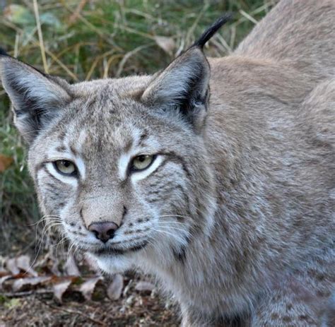 Luchs Toni Streift Mit Sender Durch Den Wald WELT