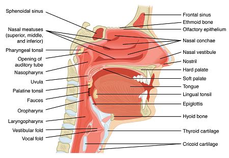 Oral Cavity Pharynx Anatomy