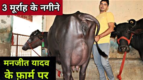 For Sale 3 Top Class Murrah Buffaloes At Yadav Dairy Farm🥇🥇🥇 Milk 17 To