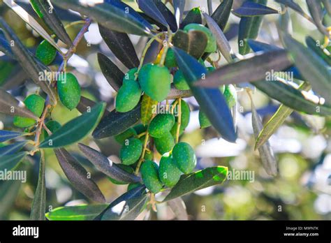 Green Olives On A Summer Day Trees And Bushes Stock Photo Alamy