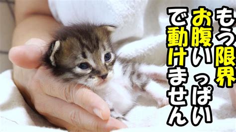 突然、動けなくなってしまた子猫のお腹がパンパン。【赤ちゃん猫 保護猫】 Youtube