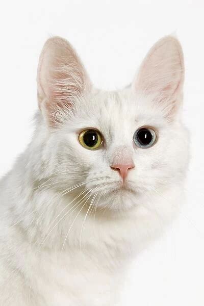 Cat Turkish Angora with odd eyes in studio Our beautiful pictures are available as Framed Prints ...