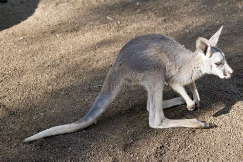 Joey red kangaroo stock image. Image of whiskers, joey - 125698763