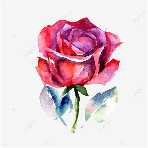 Watercolor Red Rose Flower Red Rose Rose Png Transparent Clipart