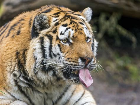 Online Crop Tongue Out Tiger Photo Hd Wallpaper Wallpaper Flare