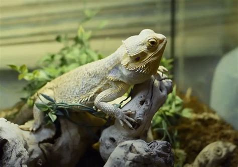 Safe Plants For Bearded Dragons And 100 Plants To Avoid